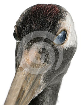 Portrait of Young Red-crowned Crane, Grus japonensis