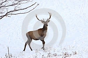 Portrait of young red deer in snow