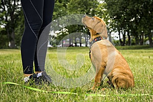 Portrait of young red fox labrador on the walk with his friend and owner.