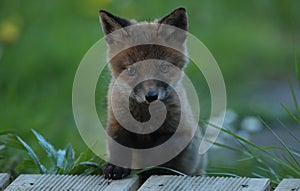 Red fox cub portrait