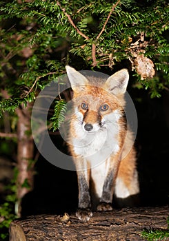 Portrait of a young red fox standing on a tree in a forest