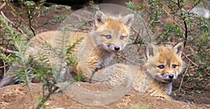 Portrait of young red foxes near their den surrounded by green fir branches