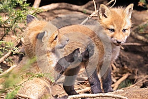 Portrait of young red foxes playing near their den with green fir branches on the foreground