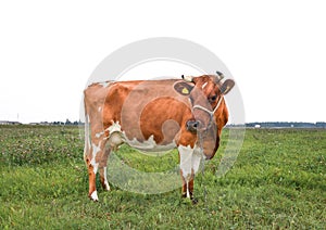 Portrait of young red and white spotted cow. Cow muzzle close up. Cow grazing on the farm