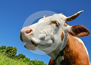 Portrait of young red and white spotted cow. Cow muzzle close up. Cow grazing on the farm meadow