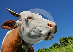 Portrait of young red and white spotted cow. Cow muzzle close up. Cow grazing on the farm meadow
