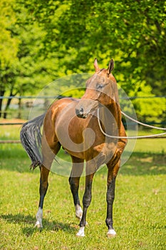 Portrait of young reddish stallion