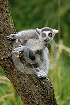 Portrait of young ring-tailed lemur, Lemur catta, climbing on tree trunk. Fidgety primate with beautiful orange eyes.