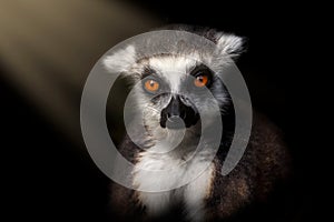 Portrait of young ring-tailed lemur, Lemur catta, sitting in dark forest lighted by sun rays. Primate with beautiful orange eyes.