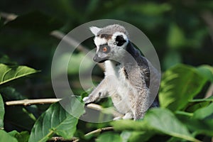 Portrait of young ring-tailed lemur, Lemur catta, sitting in green leaves. Primate with beautiful orange eyes. Endangered animal.