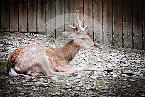 Portrait of  young roe deer lying on ground. Animal theme