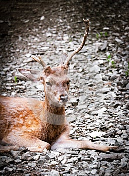 Portrait of  young roe deer lying on ground. Animal theme