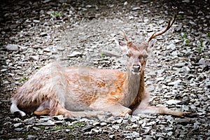 Portrait of  young roe deer lying on ground. Animal theme