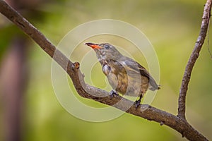 Portrait of young Scarlet-backed Flowerpecker photo