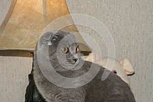 Portrait of young scottish fold cat, gray color