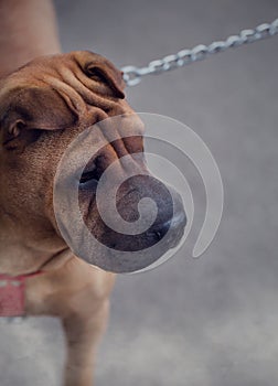 Portrait of young Shar-pei pup on the gray blurred background. Best friend. Dog walking with his owner