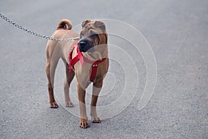 Portrait of young Shar-pei pup on the gray blurred background. Best friend. Dog walking with his owner