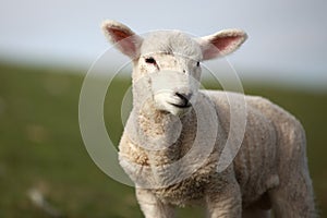 Portrait of a young sheep