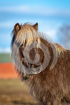 Portrait of a young silver dapple colored Icelandic horse