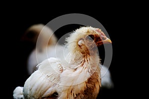 Portrait of young small chick on a black background