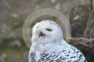 Portrait of a young snow owl