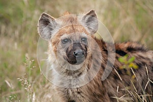 Portrait of a young Spotted Hyena - Crocuta crocuta