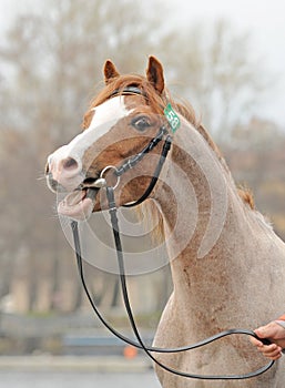 Portrait of a young stallion