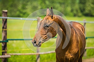 Portrait of young stallion standing in a paddock