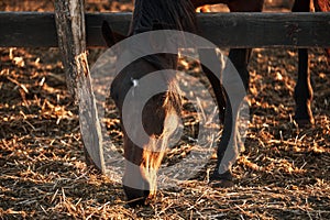 Portrait of young stallion at sunset on farm. Beautiful brown thoroughbred horse stands behind wooden paddock and eats dry hay