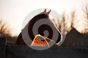Portrait of young stallion at sunset on farm. Beautiful brown thoroughbred horse stands behind wooden paddock and looks with