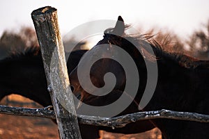 Portrait of young stallion at sunset on farm. Beautiful brown thoroughbred horse stands behind wooden paddock and looks with