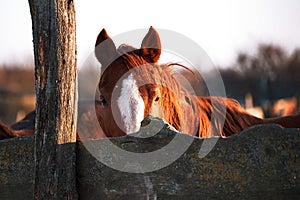 Portrait of young stallion at sunset on farm. Beautiful brown thoroughbred horse stands behind wooden paddock and looks with