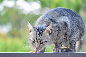 Portrait of a young striped cat drinking rainwater at the edge of a low wall