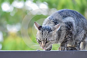 Portrait of a young striped cat drinking rainwater at the edge of a low wall