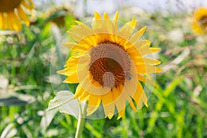 Portrait of a young sunflower inflorescence facing the sun. Green grass and other sunflowers in the background out of focus,