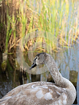 portrait of young swan on the water