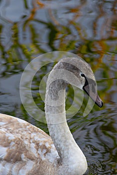 portrait of a young swan on water
