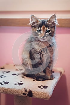 Portrait of young tabby kitten