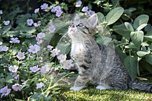 Young tabby kitten outside in a garden with foliage and flowers