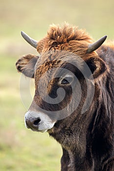 Retrato joven toro una vaca 