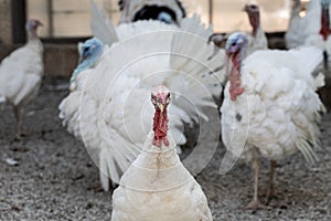 Portrait of a young turkey