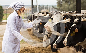 Portrait of Young vet feeding cows in cowhouse outdoors