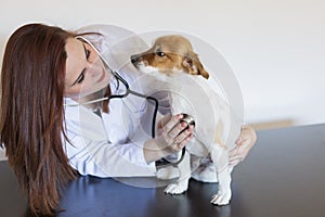 Portrait of a young veterinarian woman examining a cute small dog by using stethoscope,  on white background. Indoors