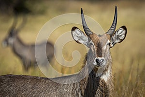 Portrait of a young water buck looking at camera in Khwai River in Botswana