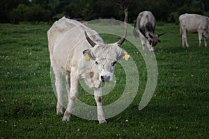 Portrait of a young white grey calf, a podolian cow, standing in a pasture of a farm of Vojvodina, Serbia. Podolian cattle is a