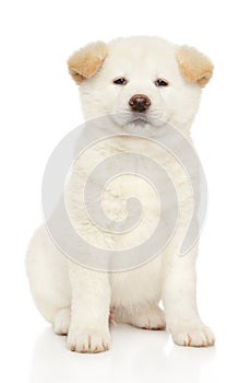 Portrét mladý biely japonec šteňa 