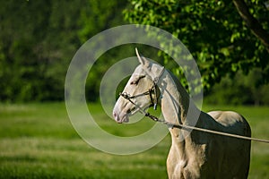 Portrait of young white stallion of Akhal Teke horse breed