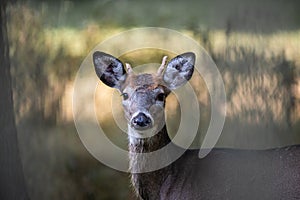 Portrait of a Young Whitetail Buck Deer with a Broken Antler