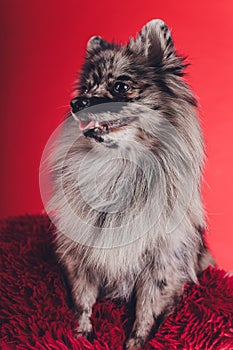 Portrait of a young wolf spitz shot in studio on a red background.