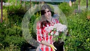 Portrait, young woman gardener holding white blooming hydrangea in flowerpot in her hands, against background of